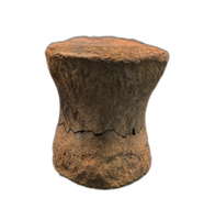 Pachycephalosaurus Vertebrae