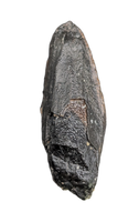 Hadrosaur Tooth, Judith River Formation
