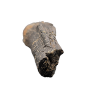 Diplodocus Caudal Vertebra