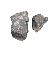 Camarasaurus Tooth Fragment from the Morrison Formation