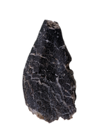 Turiasauria (Sauropod) Tooth, El Mers Formation