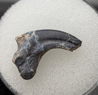 Saurornitholestes  Claw, Judith River Formation