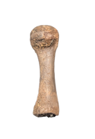Hell Creek Formation Mystery Bone