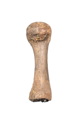 Hell Creek Formation Mystery Bone
