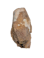 Hadrosauridae Tooth, Aguja Formation, Texas