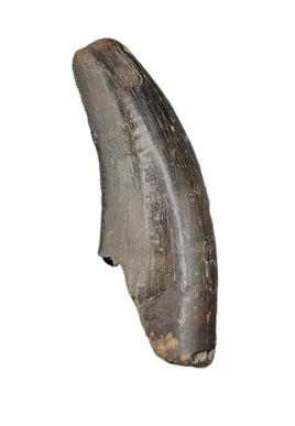 Nanotyrannus Tooth with Partial Root