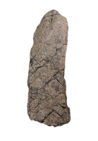 Torosaurus Frill Section