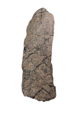 Torosaurus Frill Section