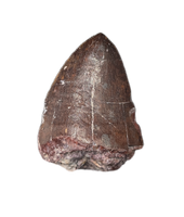 Phytosaur Dentary Tooth, Chinle Formation