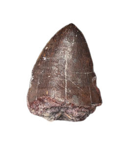 Phytosaur Dentary Tooth, Chinle Formation