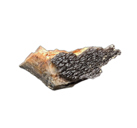 Camarasaurus Tooth Fragments from the Morrison Formation