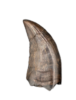 Large Acheroraptor Tooth