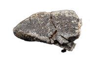 Camarasaurus Tooth