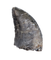 Allosaurus Tooth,  Morrison Formation