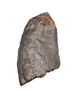 Tyrannosaur Tooth, Two Medicine Formation