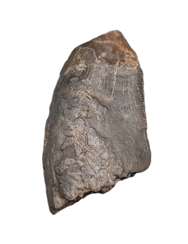 Tyrannosaur Tooth, Two Medicine Formation