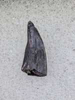 Raptor Tooth Section from the Hell Creek Formation