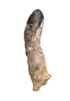 Diplodocid (Sauropod) Tooth, El Mers Formation