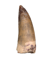 Suchomimus Tooth with Some Visible Serrations