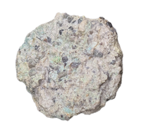 Allosaurus Tooth,  Morrison Formation