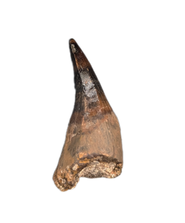 Mosasaur Tooth, Hell Creek