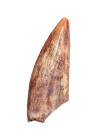 Triassic Dinosaur (Gojirasaurus?) Tooth