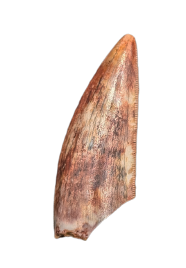 Triassic Dinosaur (Gojirasaurus?) Tooth