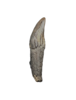 Platanistidae? (River Dolphin) Tooth, Calvert Formation, 15-27 Million Years Old