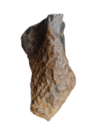 Torosaurus? Tooth