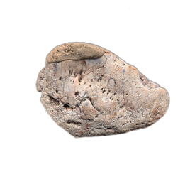 Sauropelta Armor Scute, Cloverly Formation