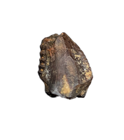 Troodon Tooth from the Hell Creek Formation