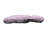 Sauropod Rib Section, Morrison Formation
