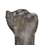 Rooted Lapparentosaurus/Archaeodontosaurus Tooth from the Mid Jurassic, Madagascar
