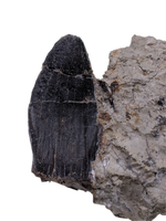 Brachiosaurid Tooth, El Mers Formation