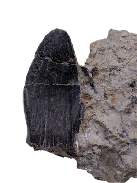 Brachiosaurid Tooth, El Mers Formation