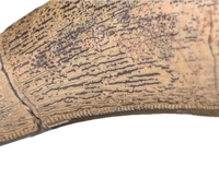 Metricanthosaurid/Allosaurid?  Tooth, Elrhaz Formation