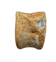 Polycotylid? Plesiosaur Vertebra