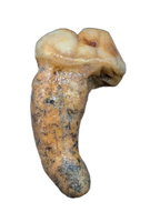 Cave Bear Tooth