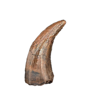 Acheroraptor Tooth from the Hell Creek Formation