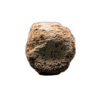 Ceratopsian Tail Vertebrae from the Kaiparowitz Formation of Utah.