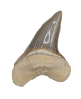 Stunning Cretoxyrhina Tooth, From the Kansas Chalk