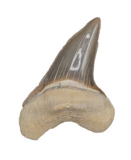 Stunning Cretoxyrhina Tooth, From the Kansas Chalk