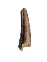Dromaeosaur (Raptor) Claw, Hell Creek Formation