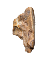 Large Iguanodont (Lurdusaurus?) Tooth