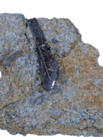 Partial Tyrannosaur Tooth, Two Medicine Formation.