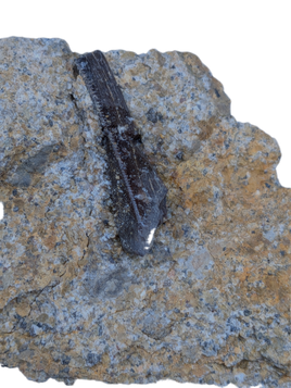 Partial Tyrannosaur Tooth, Two Medicine Formation.