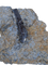 Partial Tyrannosaur Tooth, Two Medicine Formation.