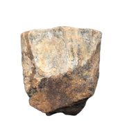 Triceratops Tooth