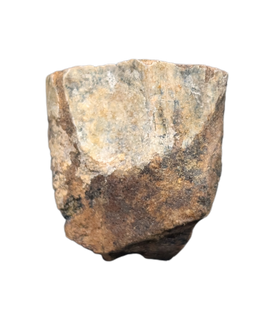 Triceratops Tooth