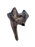 Mammal Tooth(Molar), Hell Creek Formation